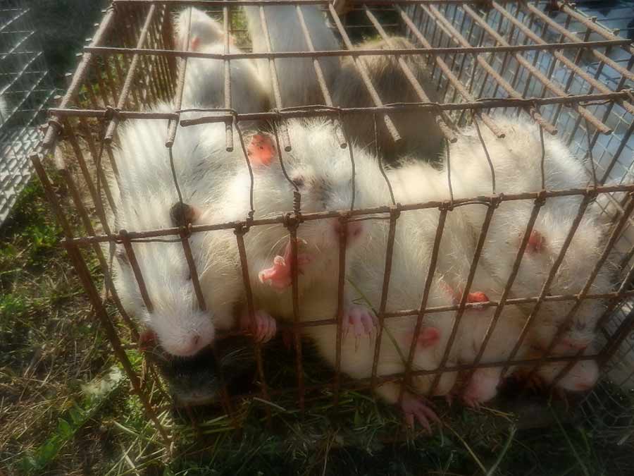 Клуб голубеводов станицы Ленинградская