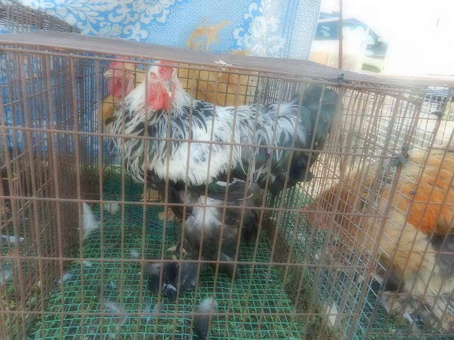 Клуб голубеводов станицы Ленинградская