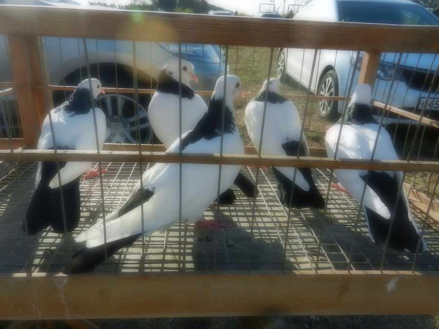 Клуб голубеводов станицы Ленинградская