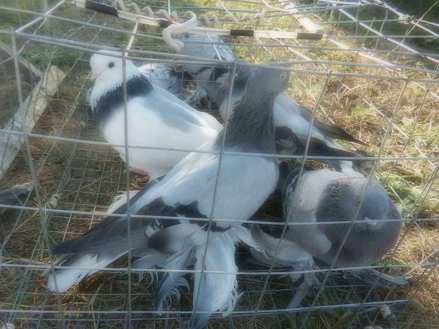 Клуб голубеводов станицы Ленинградская