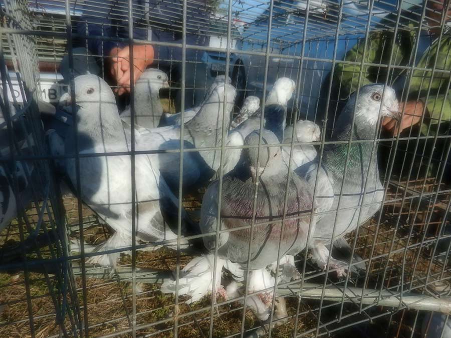Клуб голубеводов станицы Ленинградская