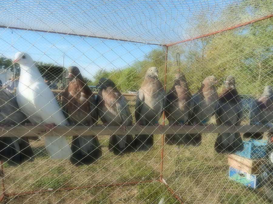 Клуб голубеводов станицы Ленинградская