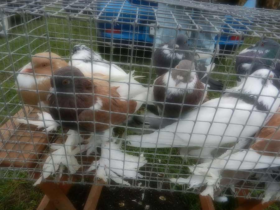 Клуб голубеводов станицы Ленинградская