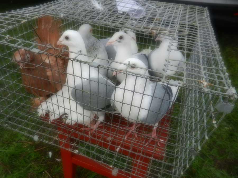 Клуб голубеводов станицы Ленинградская