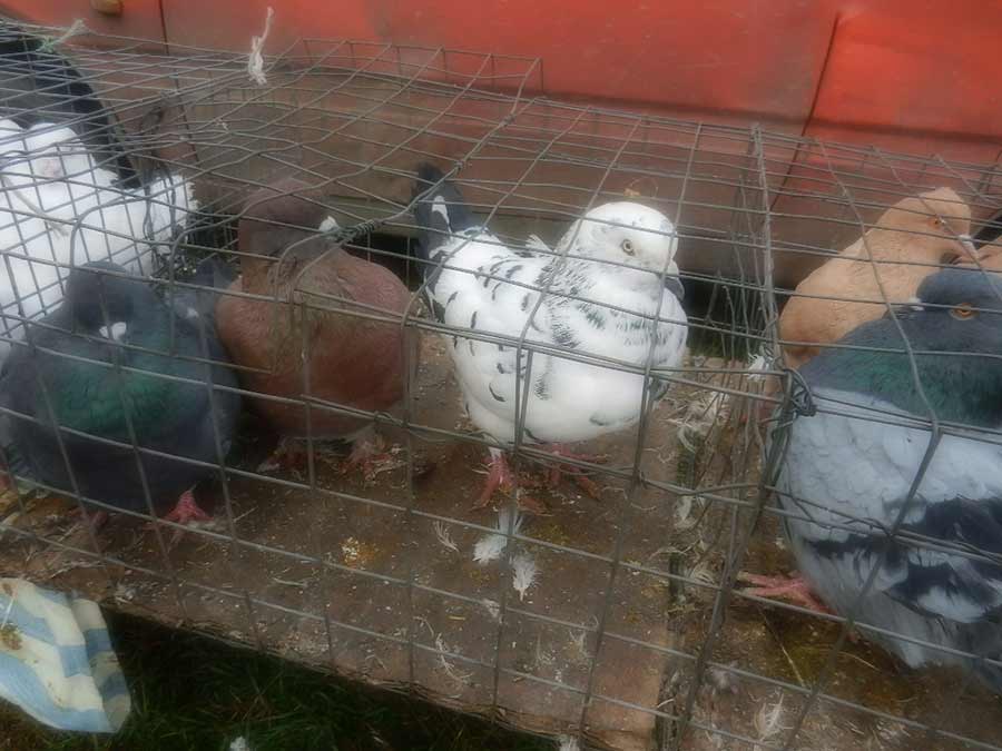 Клуб голубеводов станицы Ленинградская