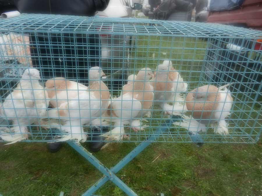 Клуб голубеводов станицы Ленинградская