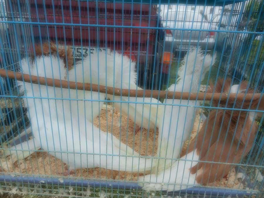 Клуб голубеводов станицы Ленинградская