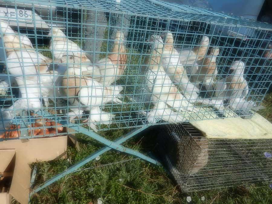 Клуб голубеводов станицы Ленинградская