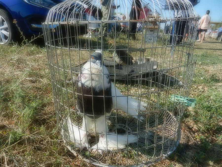 Клуб голубеводов станицы Ленинградская