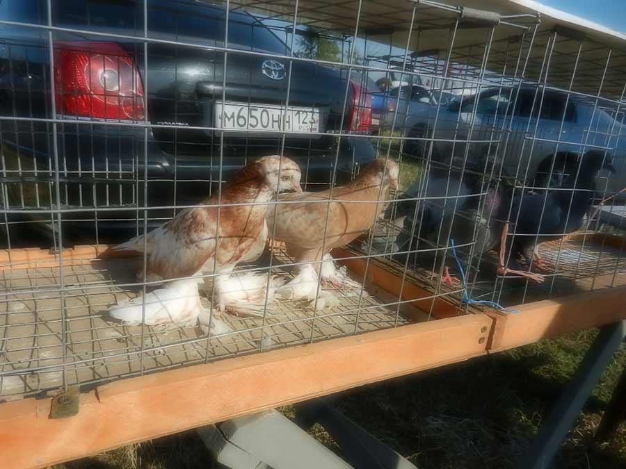 Клуб голубеводов станицы Ленинградская