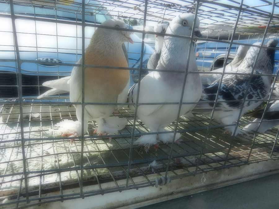 Клуб голубеводов станицы Ленинградская