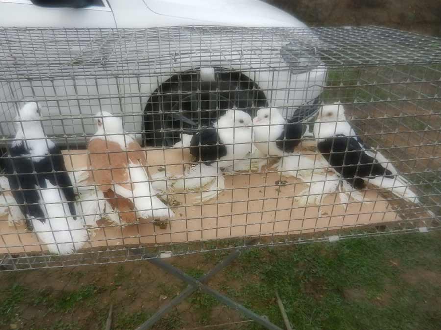 Клуб голубеводов станицы Ленинградская