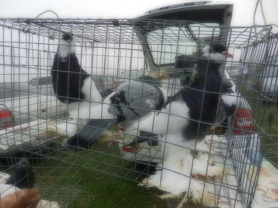 Клуб голубеводов станицы Ленинградская