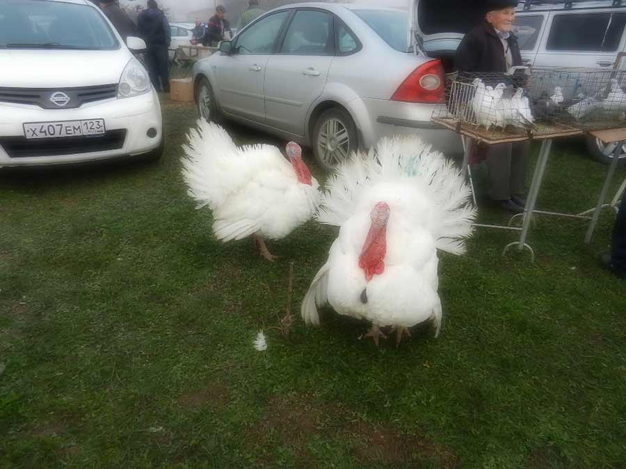 Клуб голубеводов станицы Ленинградская