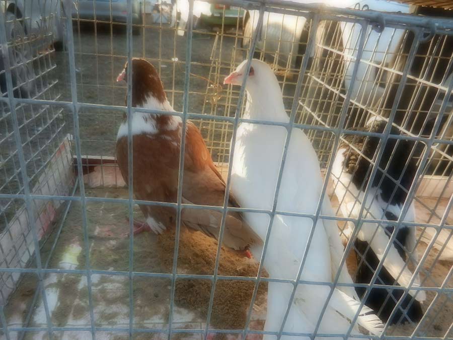 Клуб голубеводов станицы Ленинградская