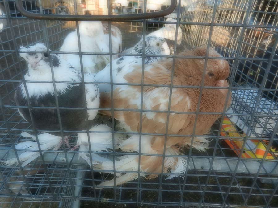 Клуб голубеводов станицы Ленинградская