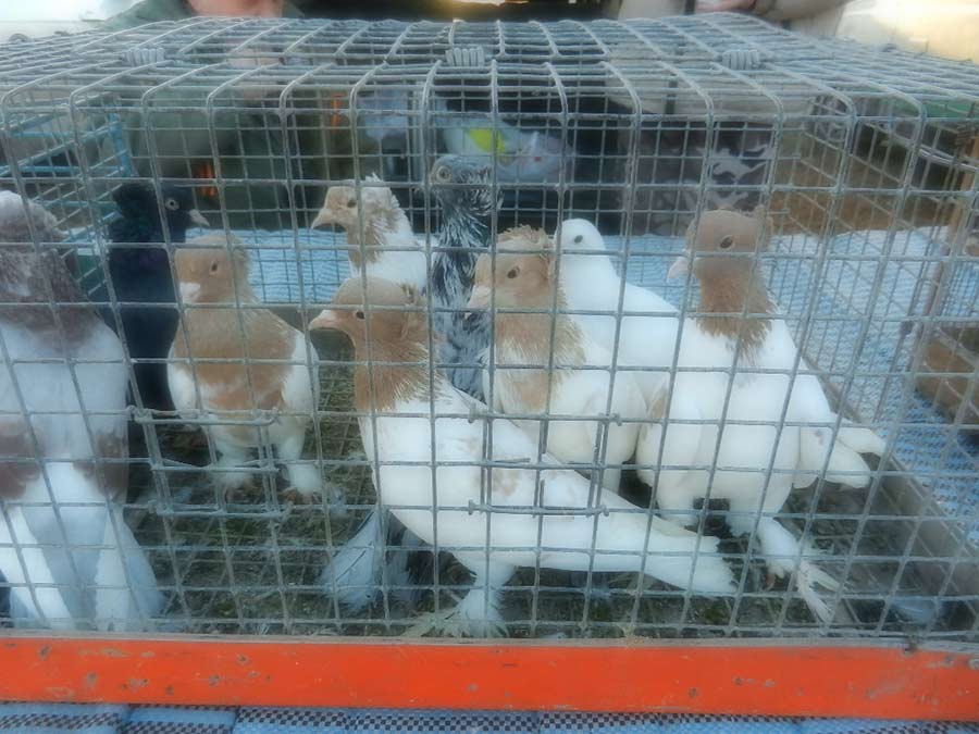 Клуб голубеводов станицы Ленинградская