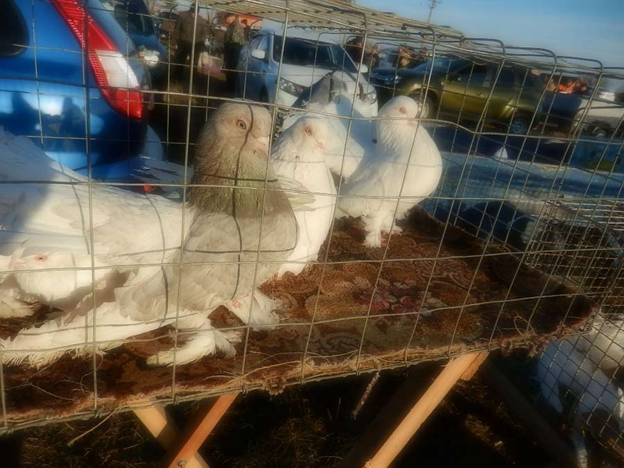 Клуб голубеводов станицы Ленинградская