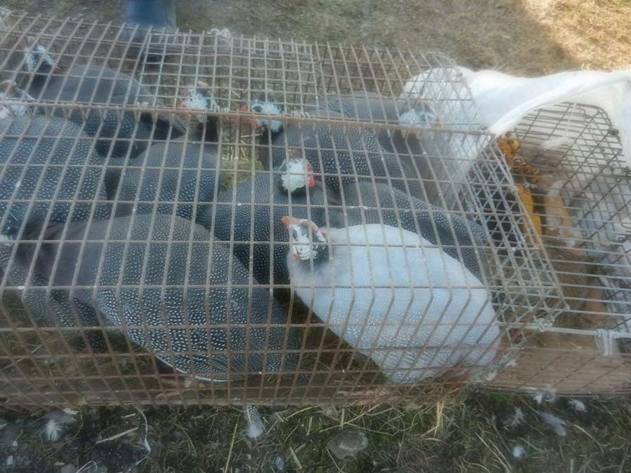 Клуб голубеводов станицы Ленинградская