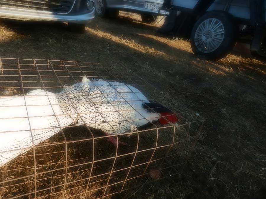Клуб голубеводов станицы Ленинградская