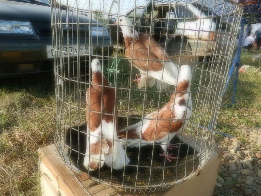 Клуб голубеводов станицы Ленинградская