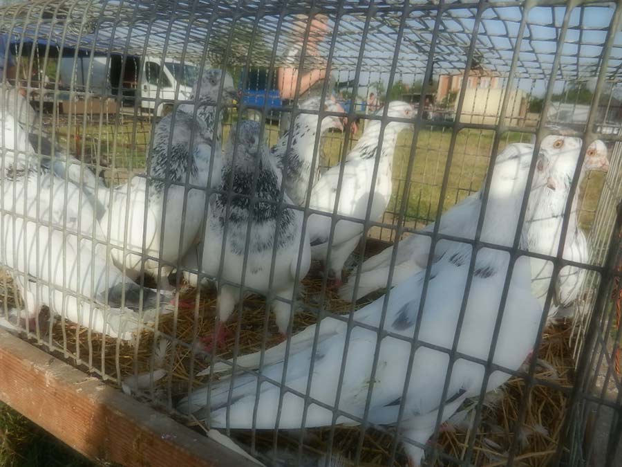 Клуб голубеводов станицы Ленинградская