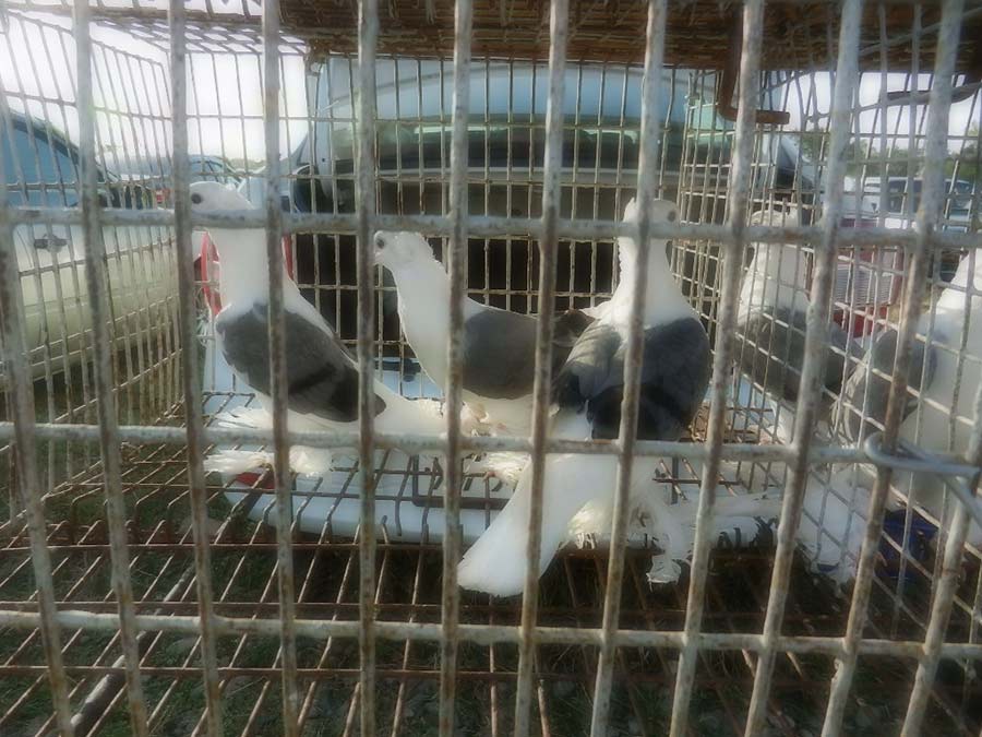 Клуб голубеводов станицы Ленинградская