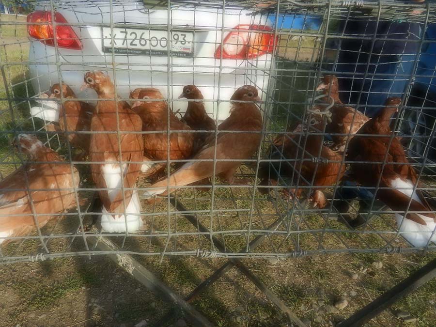 Клуб голубеводов станицы Ленинградская