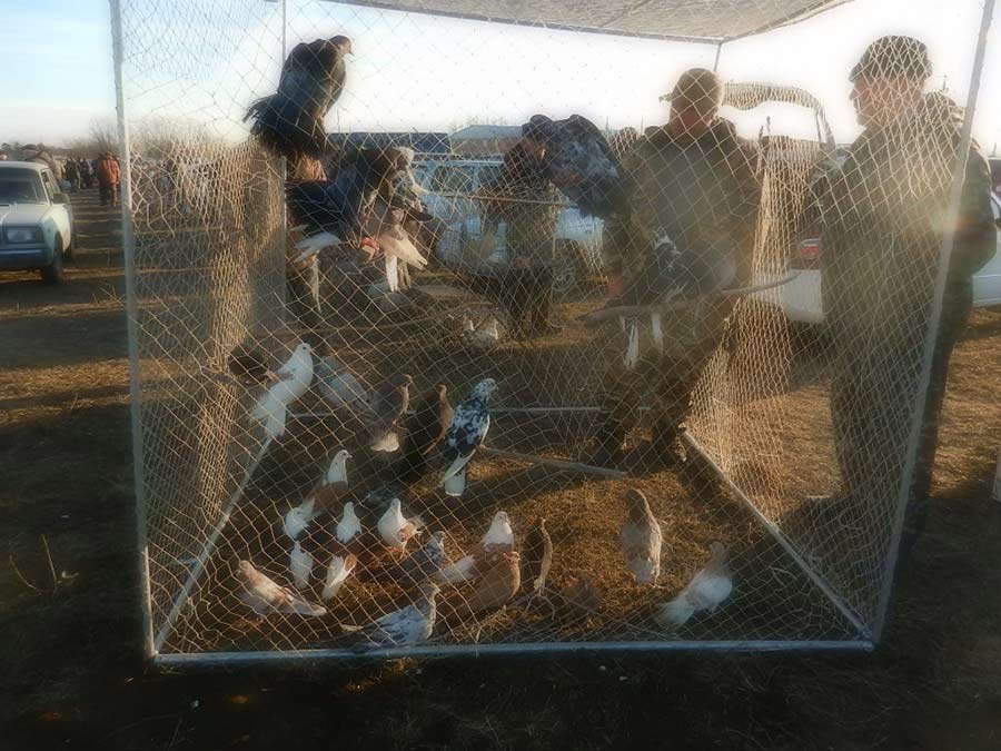 Клуб голубеводов станицы Ленинградская