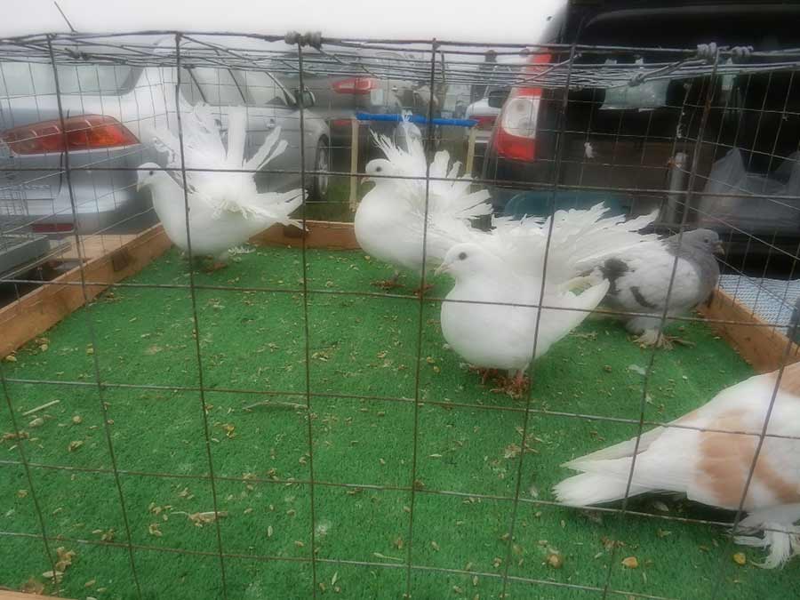 Клуб голубеводов станицы Ленинградская