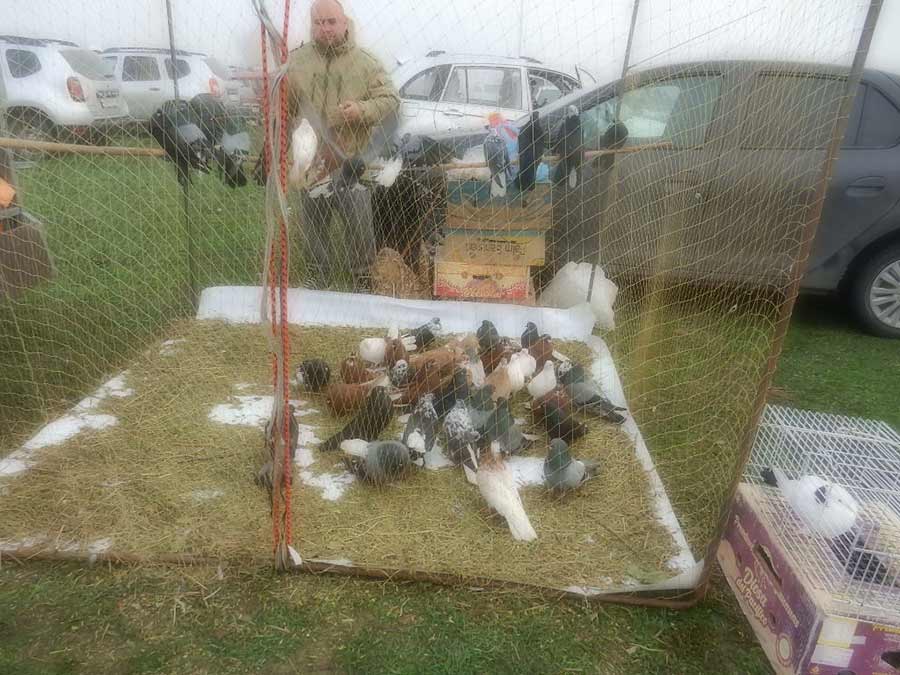 Клуб голубеводов станицы Ленинградская