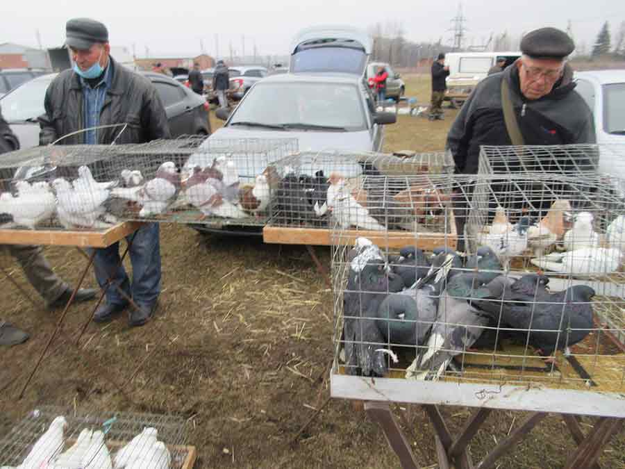 Клуб голубеводов станицы Ленинградская