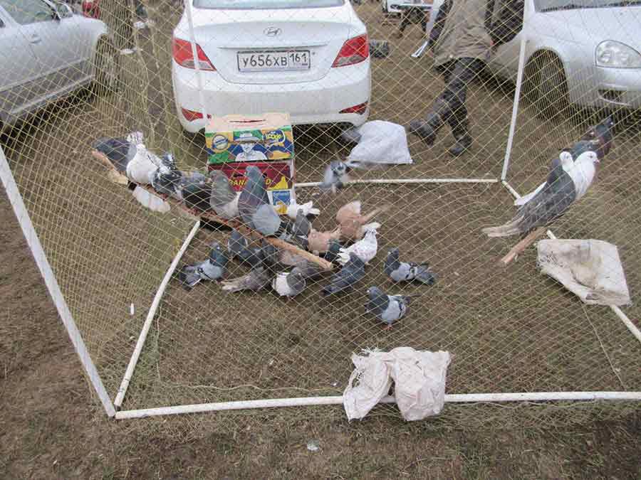 Клуб голубеводов станицы Ленинградская