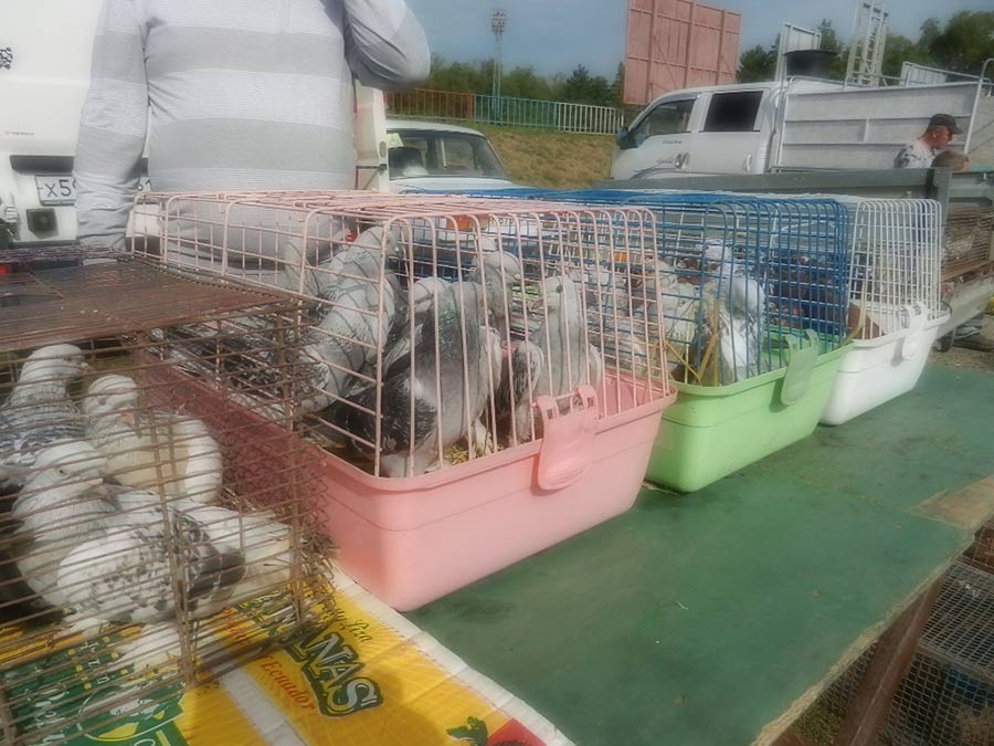 Клуб голубеводов станицы Ленинградская