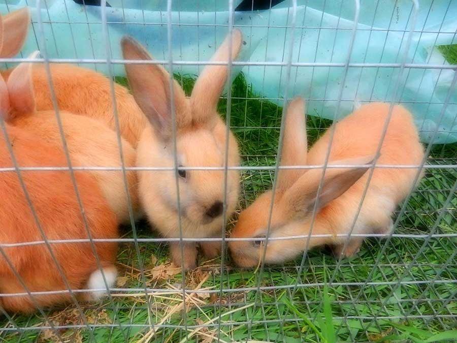 Клуб голубеводов станицы Ленинградская