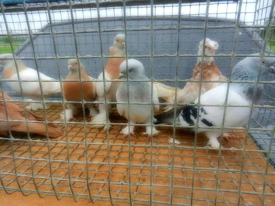 Клуб голубеводов станицы Ленинградская
