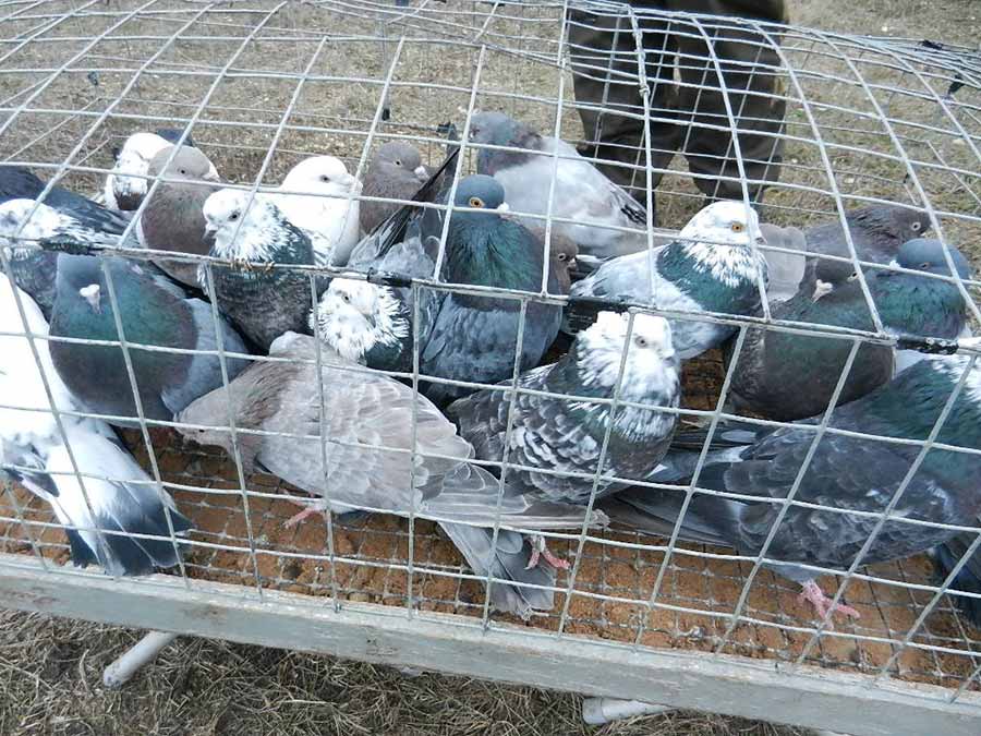 Клуб голубеводов станицы Ленинградская
