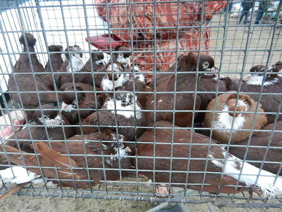 Клуб голубеводов станицы Ленинградская