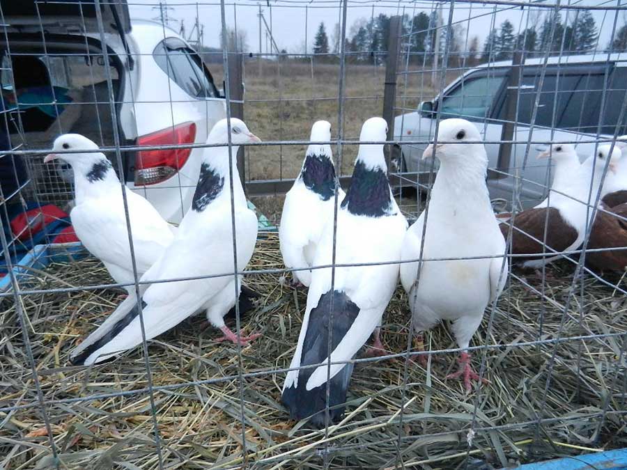 Клуб голубеводов станицы Ленинградская