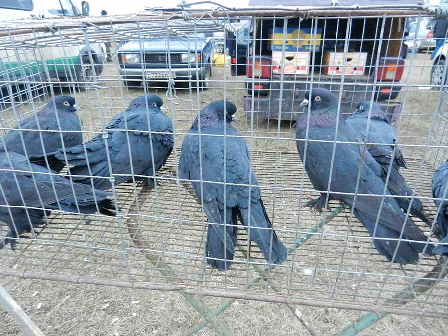 Клуб голубеводов станицы Ленинградская