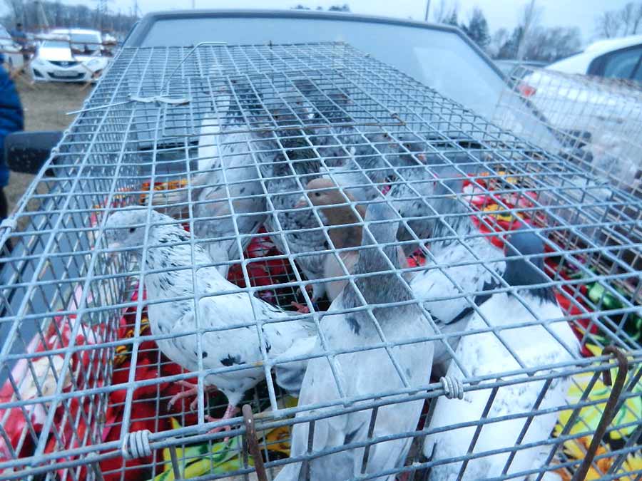 Клуб голубеводов станицы Ленинградская