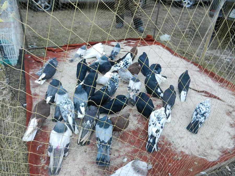 Клуб голубеводов станицы Ленинградская