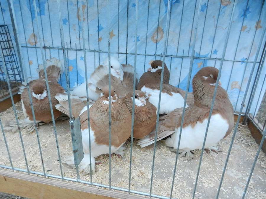 Клуб голубеводов станицы Ленинградская