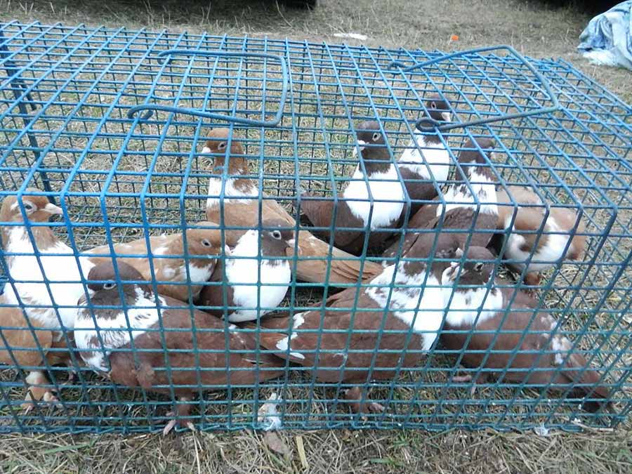 Клуб голубеводов станицы Ленинградская