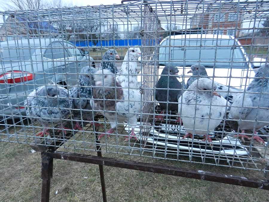 Клуб голубеводов станицы Ленинградская