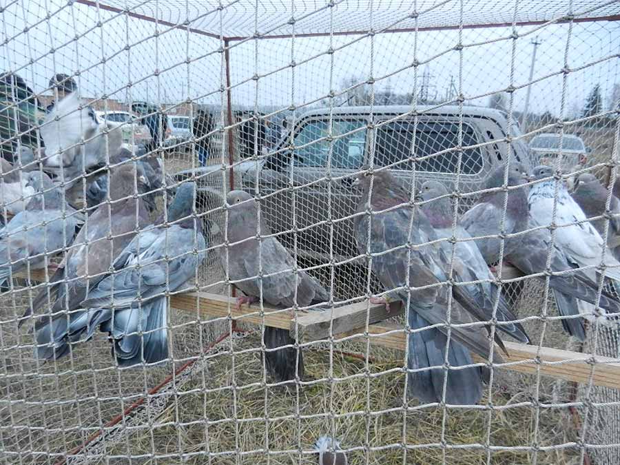 Клуб голубеводов станицы Ленинградская