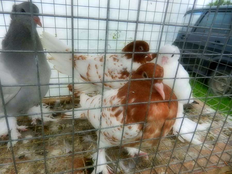 Клуб голубеводов станицы Ленинградская