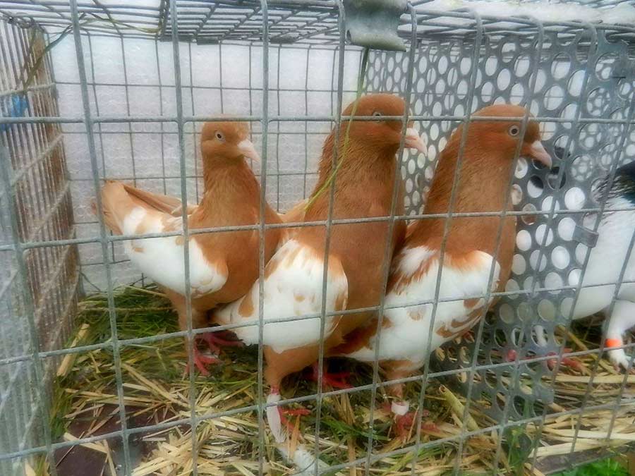 Клуб голубеводов станицы Ленинградская