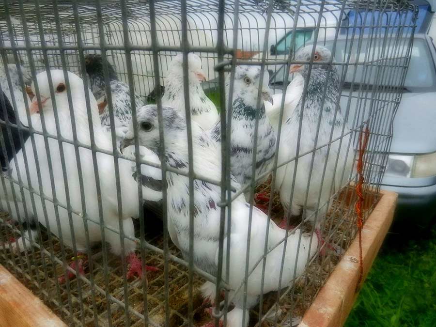 Клуб голубеводов станицы Ленинградская