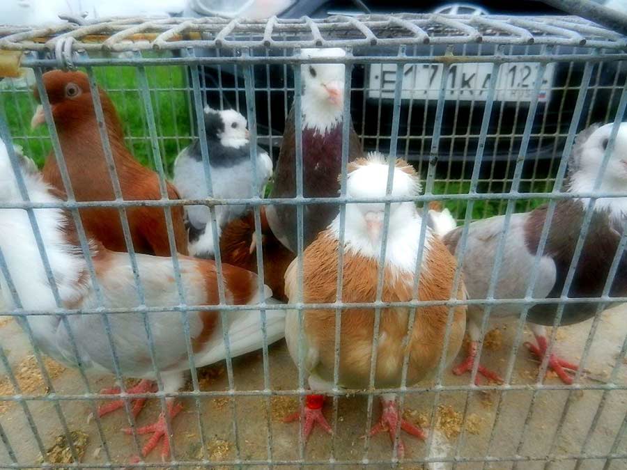 Клуб голубеводов станицы Ленинградская